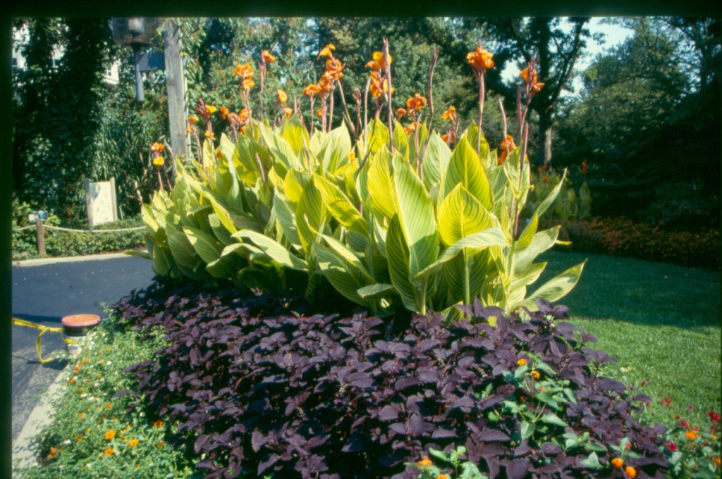 Picture of Canna x generalis 'Bengal TIger' Bengal Tiger Canna