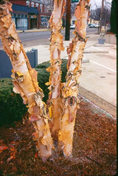 Picture of Betula nigra 'Cully' Heritage Heritage River Birch
