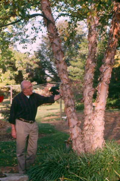 Picture of Betula nigra 'Cully' Heritage Heritage River Birch