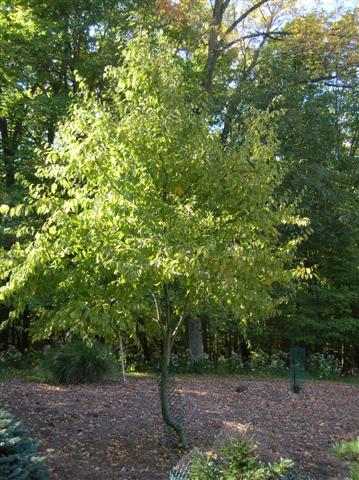 Picture of Betula%20alleghaniensis%20%20Yellow%20Birch,%20Gray%20Birch