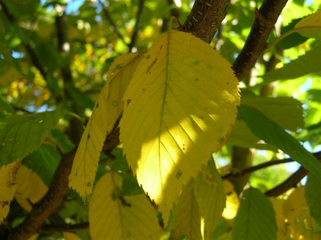 Picture of Betula lenta  Sweet Birch