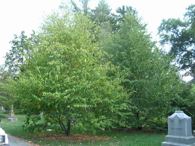 Picture of Betula lenta  Sweet Birch