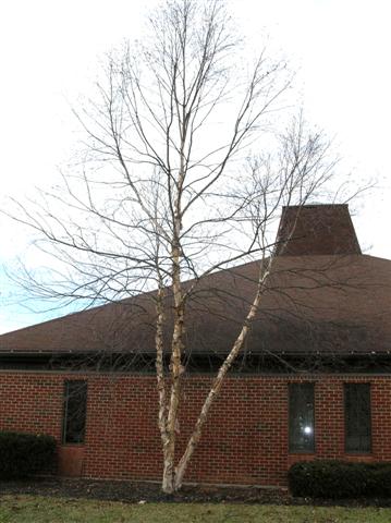 Betula nigra betulanigraheritagenewtown.jpg