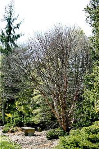 Picture of Betula nigra 'Little King' Fox Valley River Birch