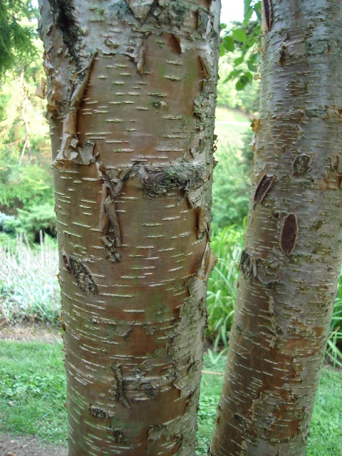 Picture of Betula%20lenta%20%20Sweet%20Birch