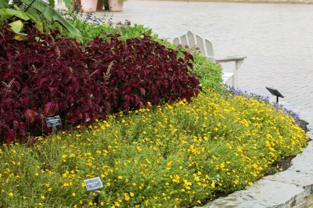 Picture of Bidens ferulifolia 'Goldilocks Rocks' Goldilocks Rocks Bidens