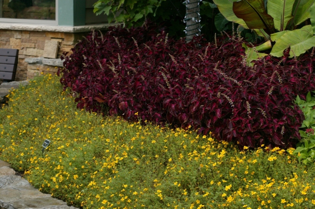 Picture of Bidens ferulifolia 'Goldilocks Rocks' Goldilocks Rocks Bidens