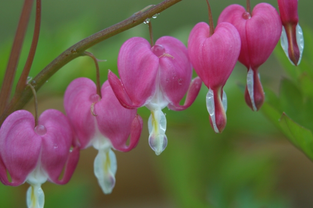 Picture of Dicentra spectabilis  Old Fashion Bleeding Heart