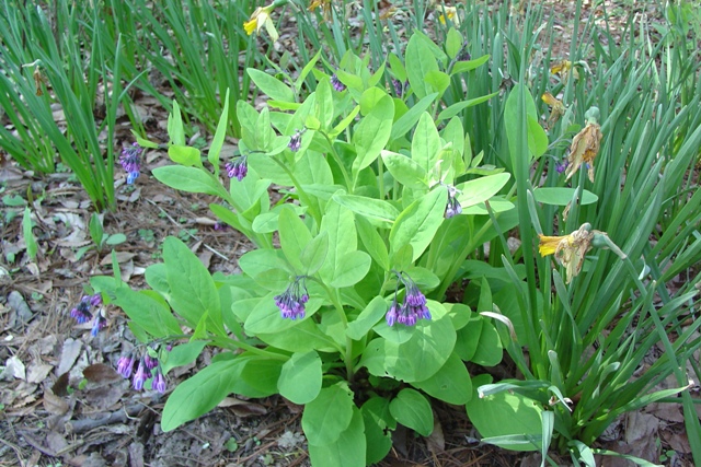 Picture of Mertensia virginica  Virginia Bluebells