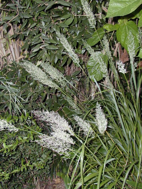 Picture of Calamagrostis%20brachytricha%20%20Korean%20Feather%20Reed%20Grass