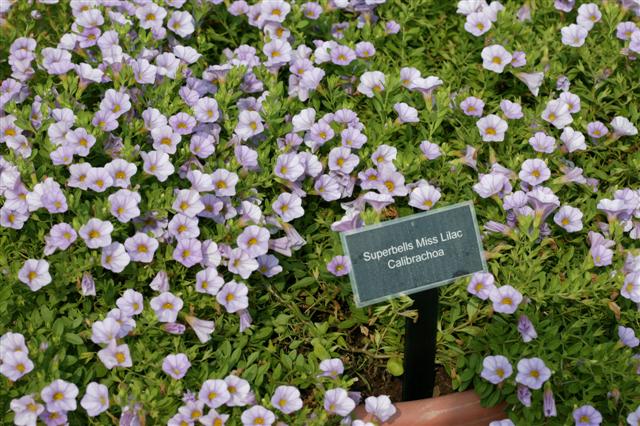 Picture of Calibrachoa  Superbells Miss Lilac Superbells Miss Lilac Calibrachoa