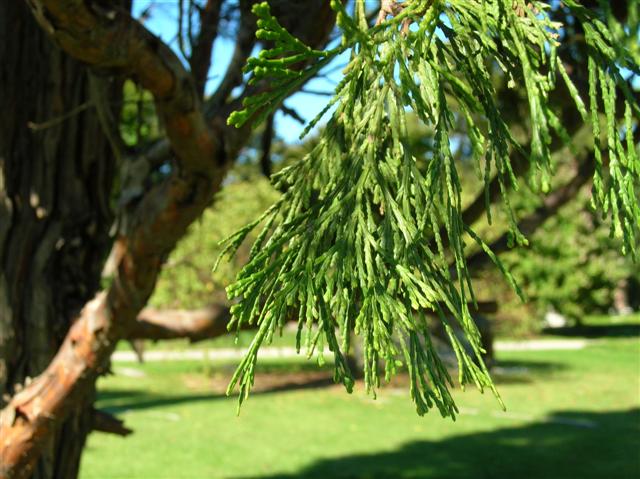 Picture of Calocedrus decurrens  California Incensecedar