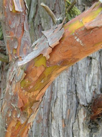 Picture of Calocedrus decurrens  California Incensecedar