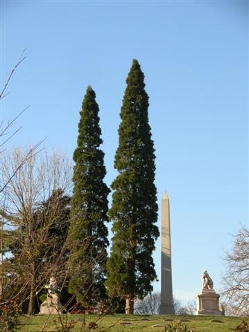 Calocedrus decurrens calocedrusdecurrenssg.jpg