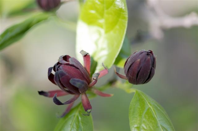 Picture of Calycanthus floridus  Carolina Allspice