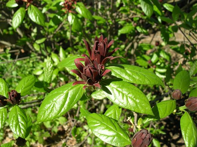 Picture of Calycanthus floridus  Carolina Allspice