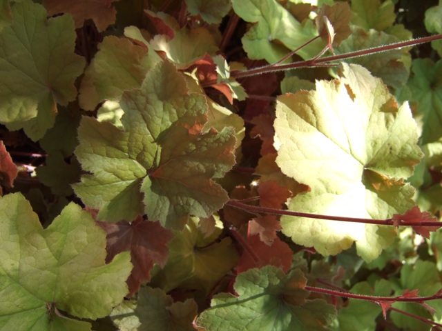 Picture of Heuchera villosa 'Caramel' Caramel Alum Root