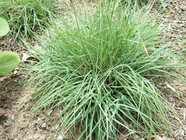 Picture of Carex flacca 'Blue Zinger' Blue Zinger Sedge