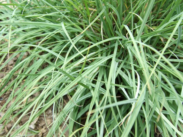 Picture of Carex flacca 'Blue Zinger' Blue Zinger Sedge