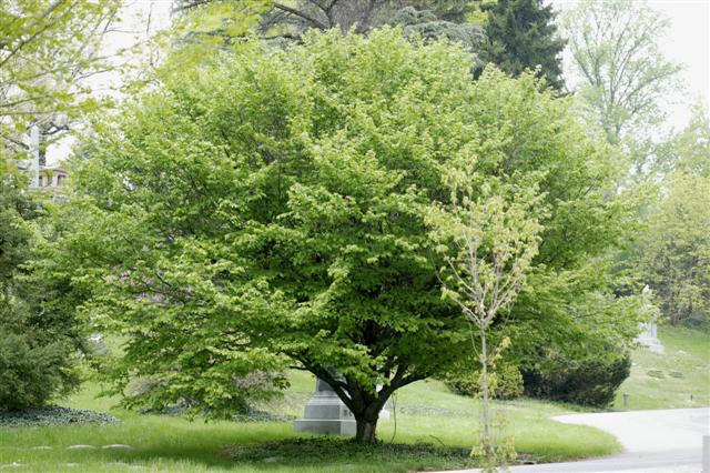 Carpinus betulus carpinusbetulus042908sg(Small).jpg