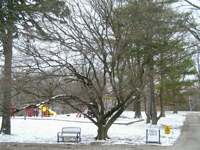 Picture of Carpinus caroliniana  American Hornbeam