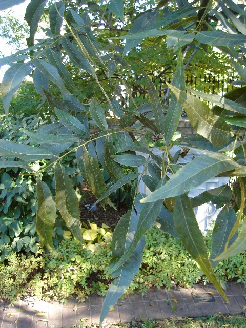 Picture of Carya illinoinensis  Northern Pecan