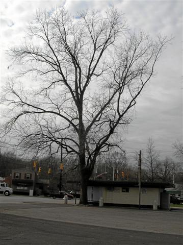 Carya illinoinensis caryaillinoisensisdairycorner2(Changed)(Small).jpg