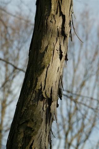 Picture of Carya ovata  Shagbark Hickory