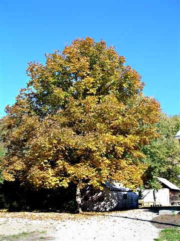 Picture of Carya ovata  Shagbark Hickory