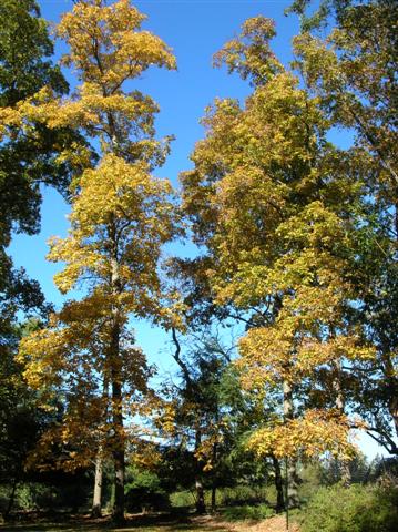 Picture of Carya ovata  Shagbark Hickory