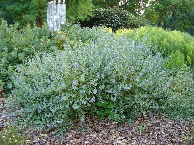 Picture of Caryopteris x clandonensis  Bluebeard