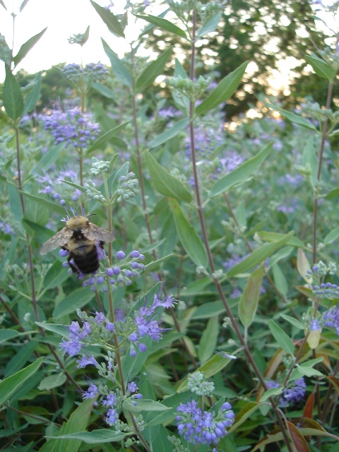 Picture of Caryopteris x clandonensis  Bluebeard