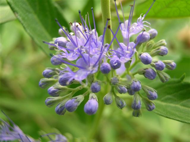 Picture of Caryopteris x clandonensis 'Worchester Gold' Blue Spirea, Bluebeard