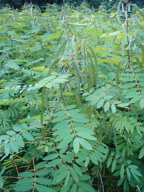 Picture of Cassia hebecarpa  Wild Senna