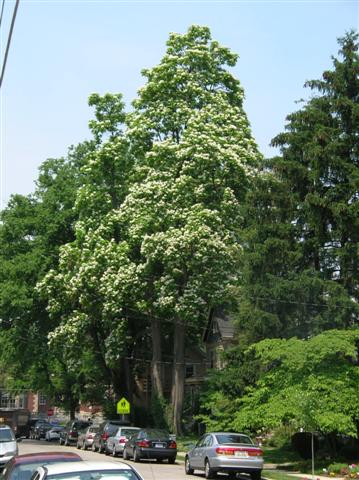 Picture of Catalpa speciosa  Northern Catalpa, Western Catalpa, Hardy Catalpa