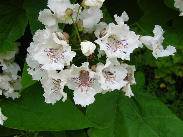 Picture of Catalpa%20speciosa%20%20Northern%20Catalpa,%20Western%20Catalpa,%20Hardy%20Catalpa