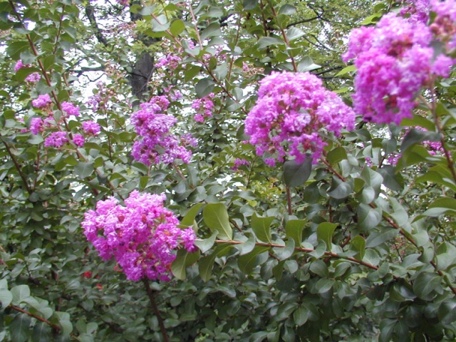 Picture of Lagerstroemia%20indica%20'Catawba'%20Catawba%20Crapemyrtle