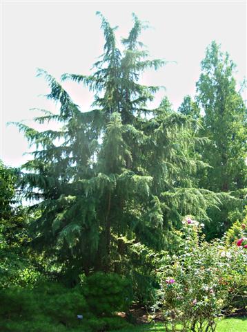 Cedrus deodara cedrusdeodarashalimarbernheim.jpg