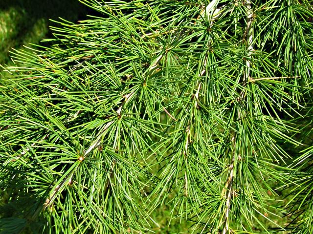 Picture of Cedrus deodara 'Shalimar' Shalimar Deodar Cedar