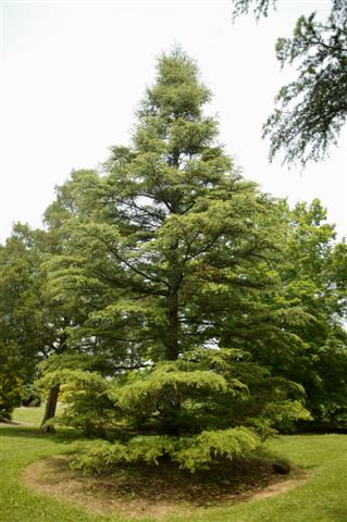 Picture of Cedrus%20libani%20%20Cedar%20of%20Lebanon