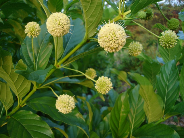 Picture of Cephalanthus occidentalis  Buttonbush