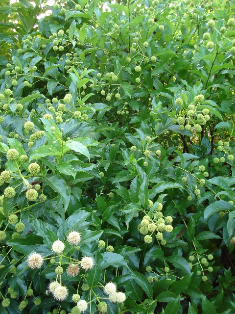 Picture of Cephalanthus occidentalis  Buttonbush