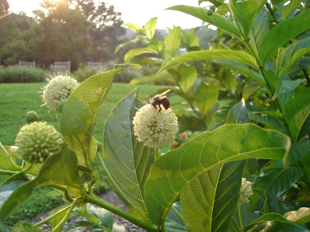 Picture of Cephalanthus occidentalis  Buttonbush