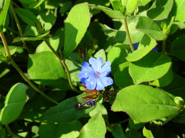 Picture of Ceratostigma plumbaginoides  Plumbago, Leadwort