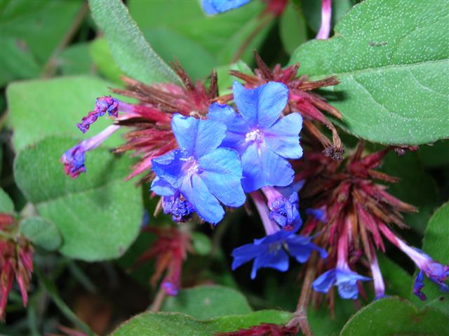 Picture of Ceratostigma plumbaginoides  Plumbago, Leadwort