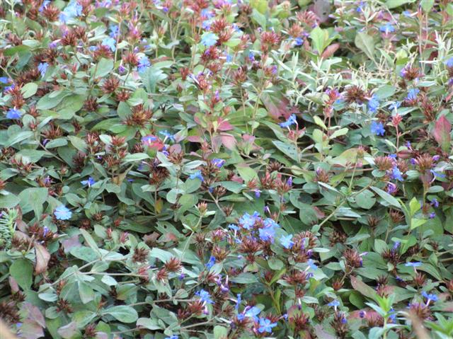 Picture of Ceratostigma plumbaginoides  Plumbago, Leadwort