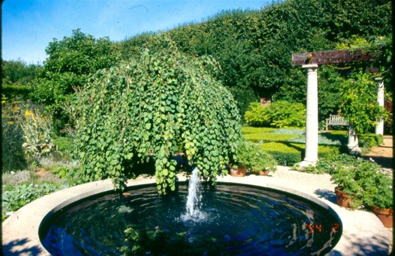 Picture of Cercidiphyllum japonicum 'Pendula' Weeping Katsura Tree