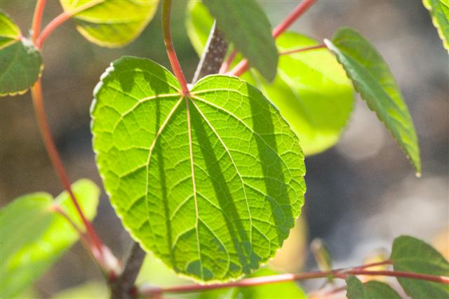 Picture of Cercidiphyllum japonicum  Katsura Tree