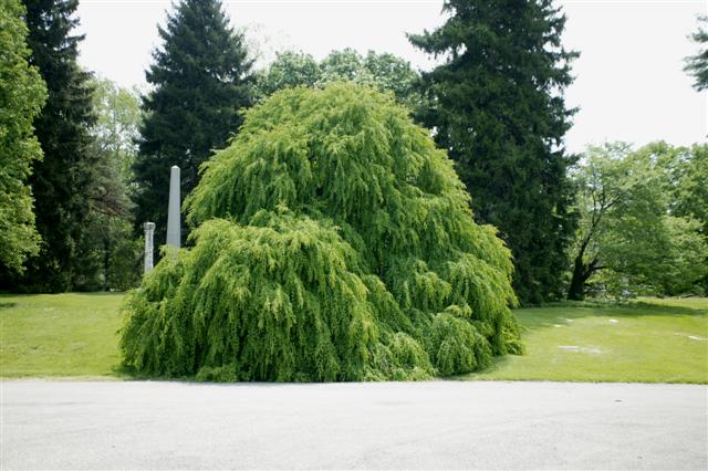 Cercidiphyllum japonicum cercidiphyllumjaponicumamazinggracespringgrove.jpg