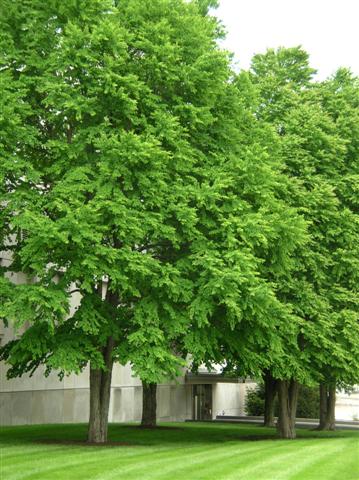 Picture of Cercidiphyllum japonicum  Katsura Tree